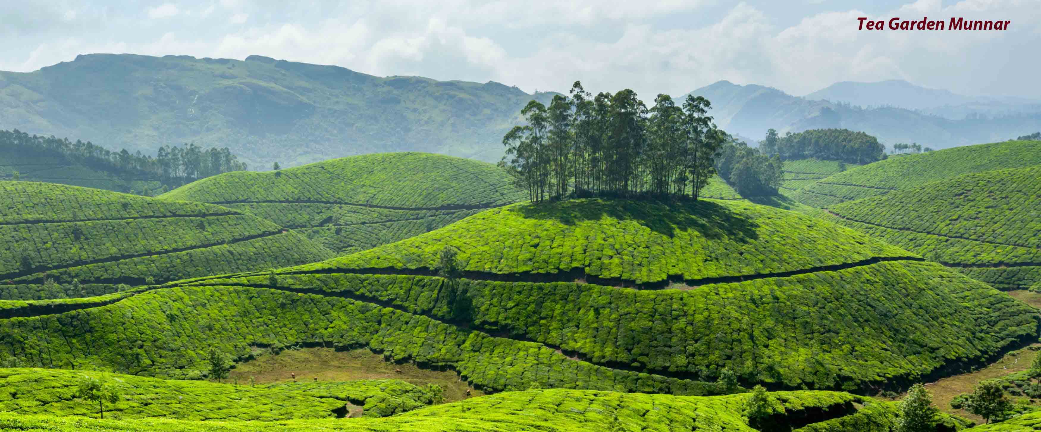 <b><h2>Kerala Tour</h2></b><br>